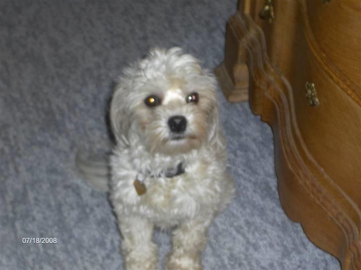 Løwchen Pjevs billede 1