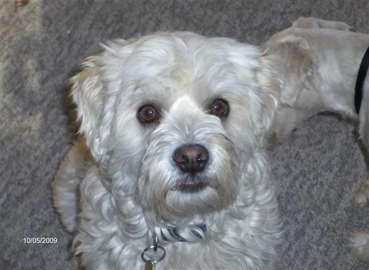 Løwchen Vaks billede 1