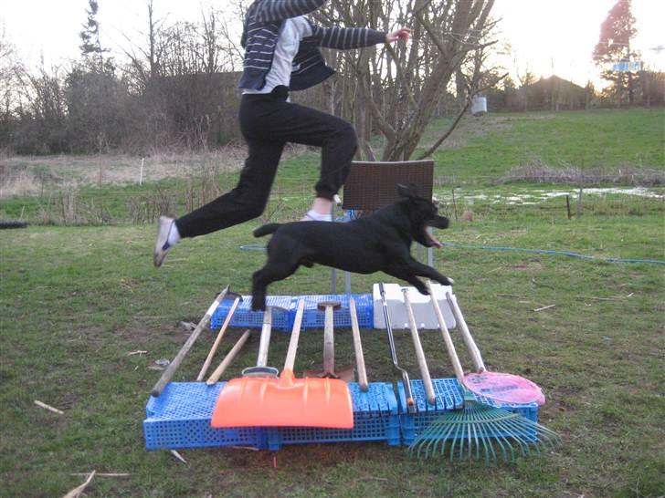 Staffordshire bull terrier nemo billede 15