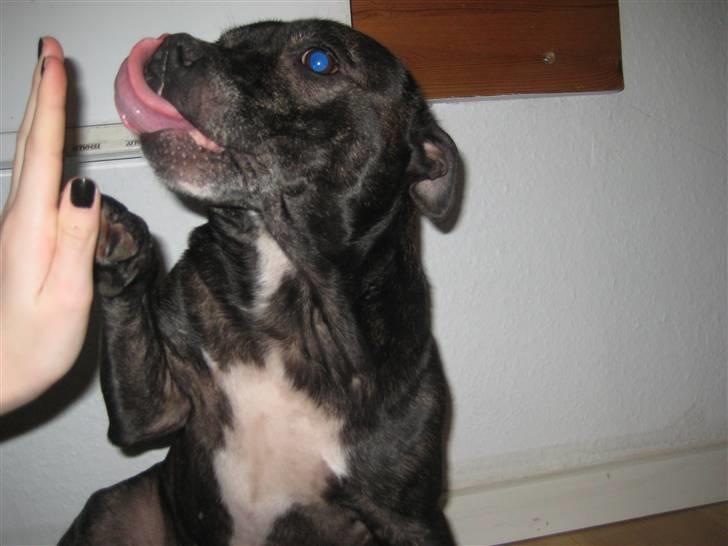 Staffordshire bull terrier luca billede 20