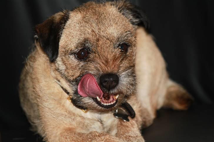 Border terrier Mille billede 7