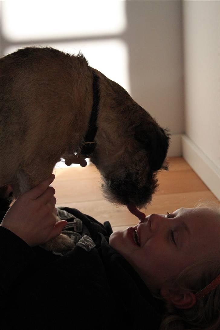 Border terrier Mille billede 8