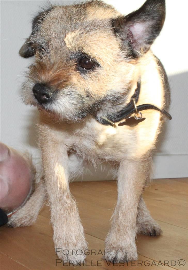 Border terrier Mille billede 9