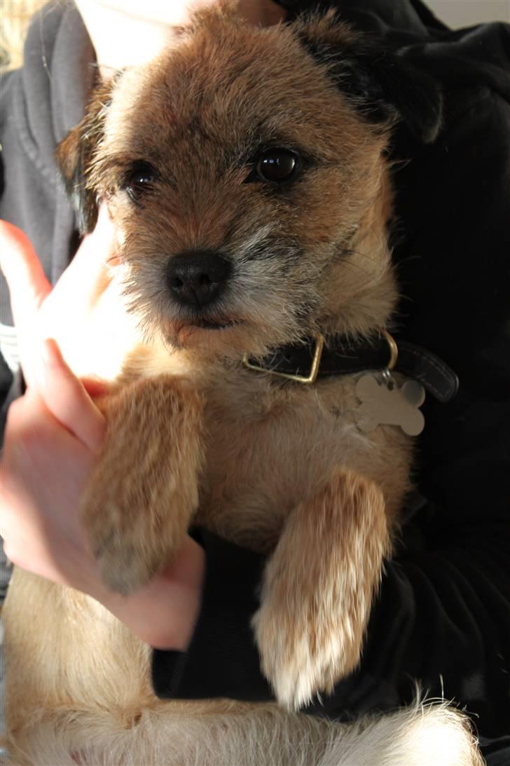 Border terrier Mille billede 10