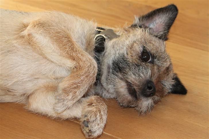Border terrier Mille billede 11