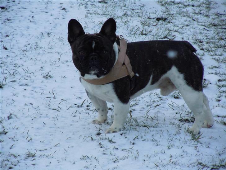 Fransk bulldog Bobo - Bobo på golfbanen billede 3