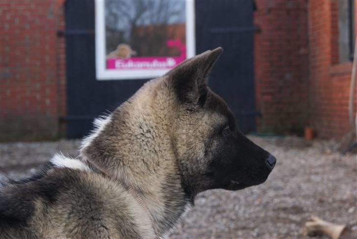 American Akita Zoey<3<3 billede 14