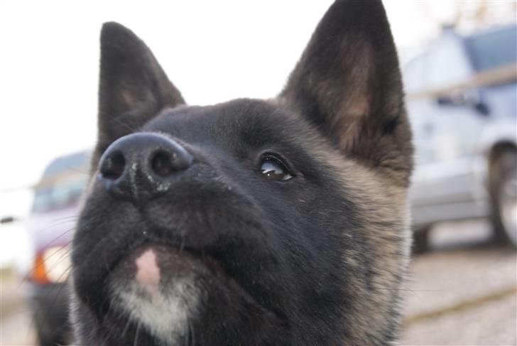American Akita Zoey<3<3 billede 15