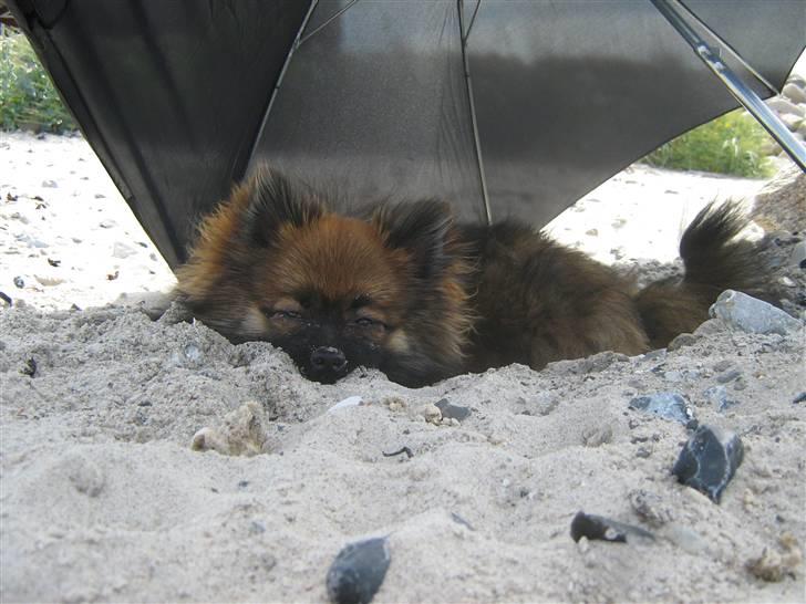 Pomeranian Spike billede 1