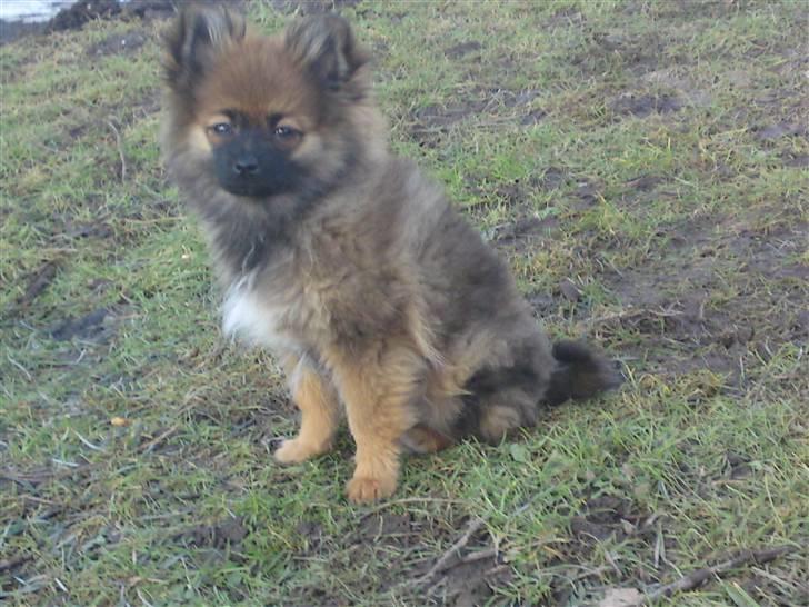Pomeranian Spike billede 2