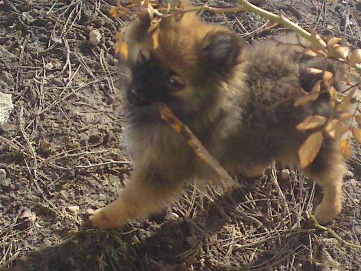 Pomeranian Spike billede 3