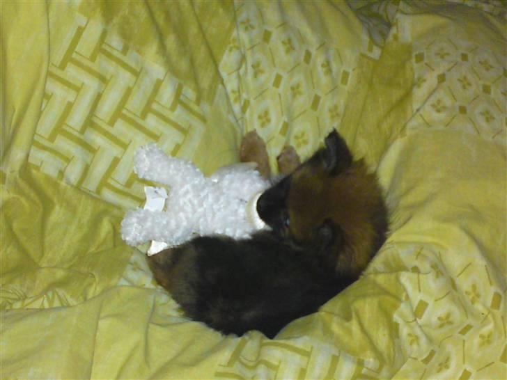 Pomeranian Spike billede 4