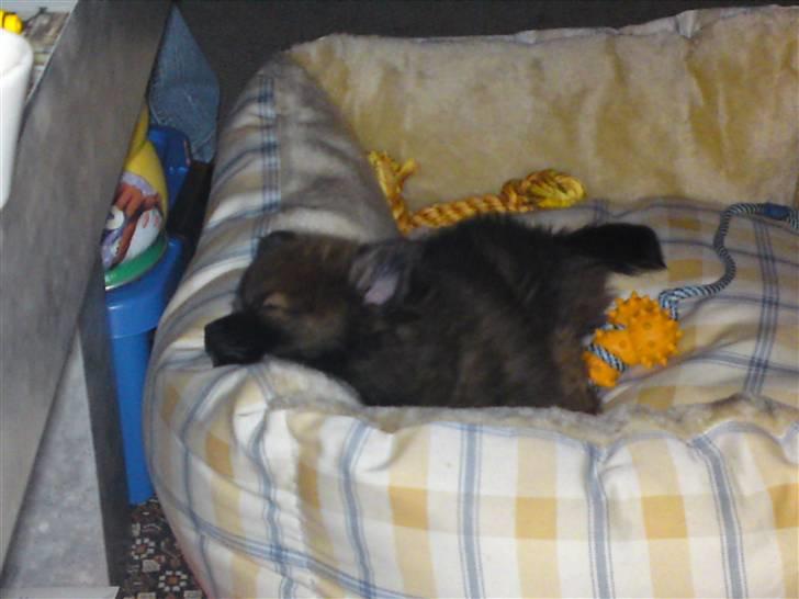 Pomeranian Spike billede 5