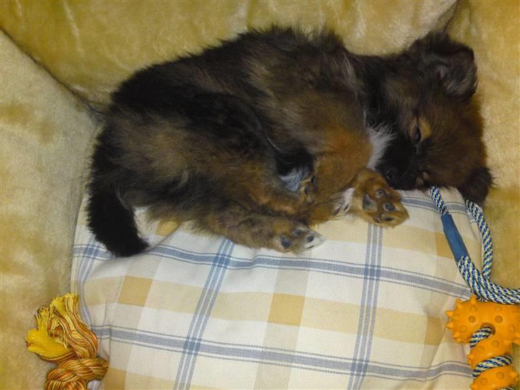 Pomeranian Spike billede 6