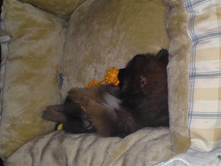 Pomeranian Spike billede 7