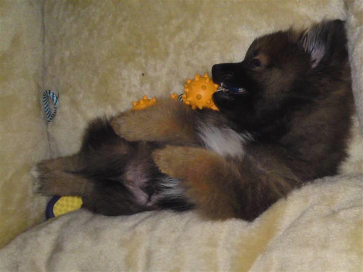 Pomeranian Spike billede 8