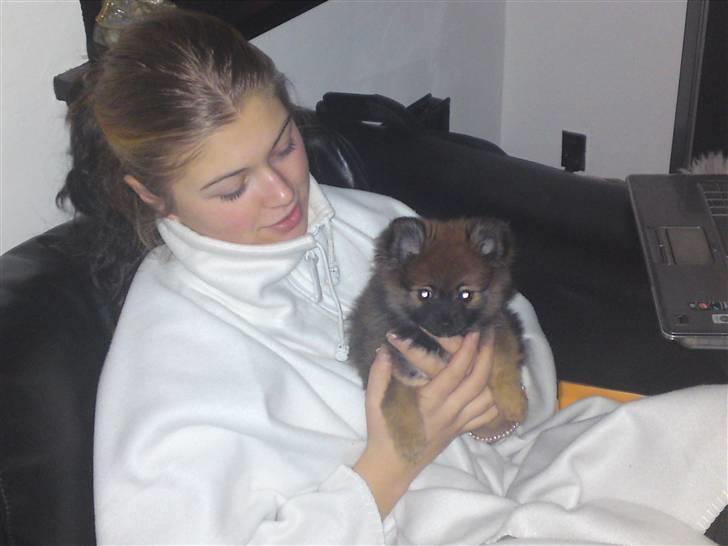 Pomeranian Spike billede 9