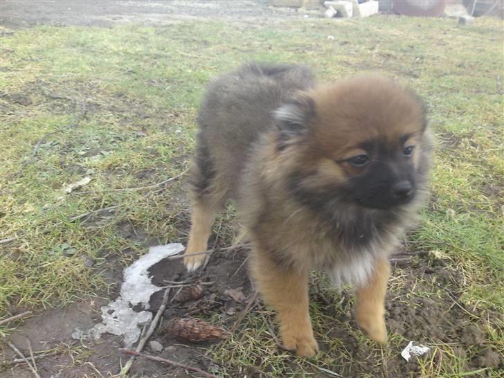 Pomeranian Spike billede 10