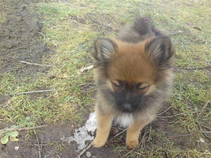 Pomeranian Spike billede 11