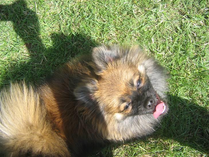 Pomeranian Spike billede 12