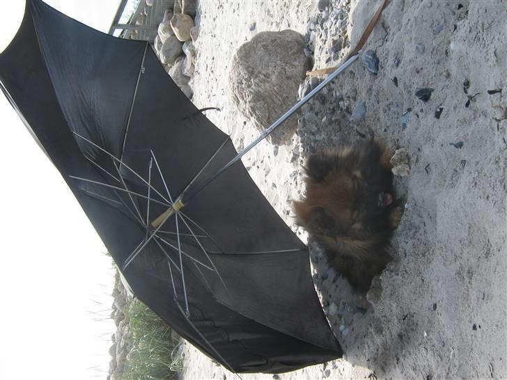 Pomeranian Spike billede 13