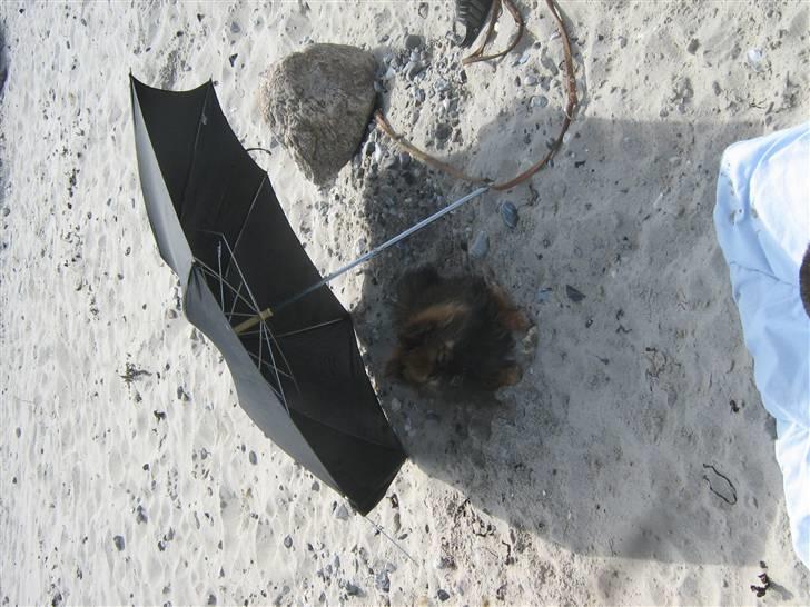 Pomeranian Spike billede 14