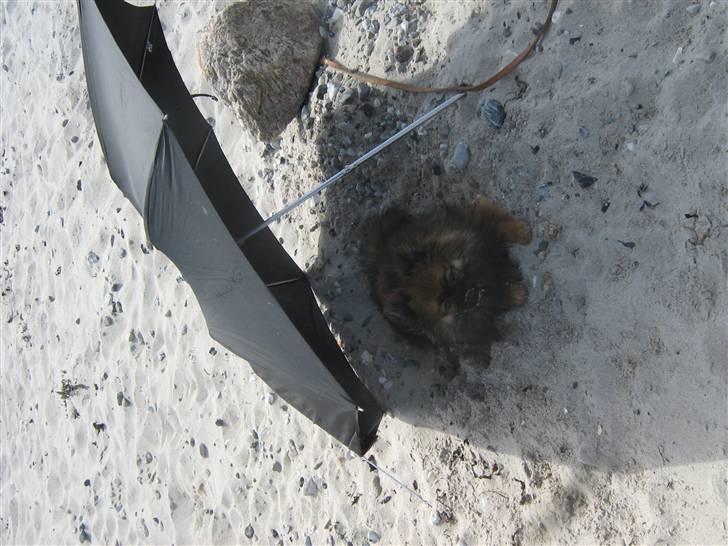 Pomeranian Spike billede 15