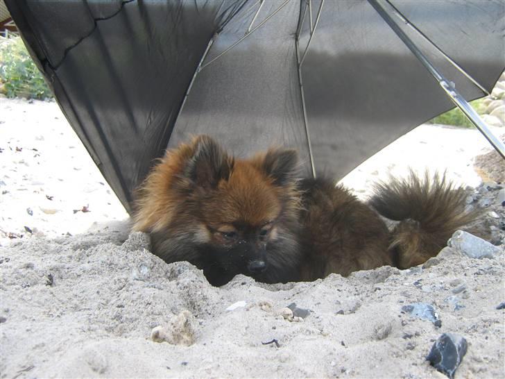 Pomeranian Spike billede 16