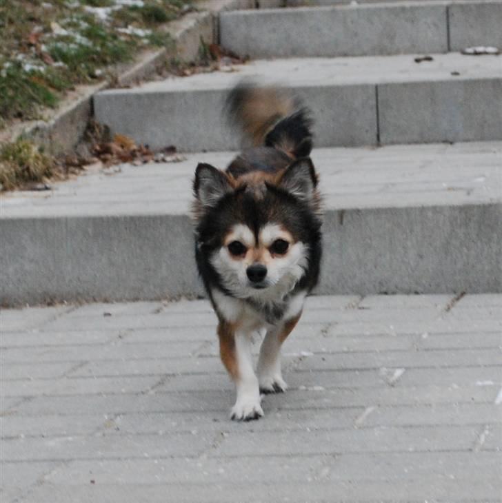 Chihuahua Mille billede 18