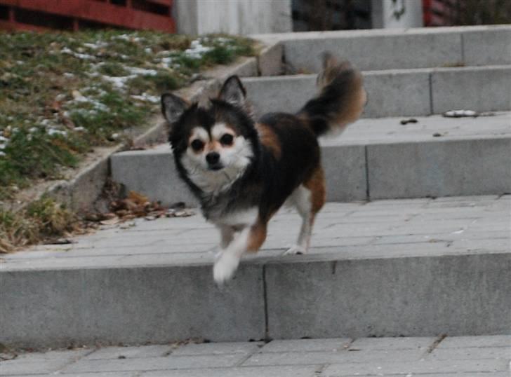 Chihuahua Mille billede 19