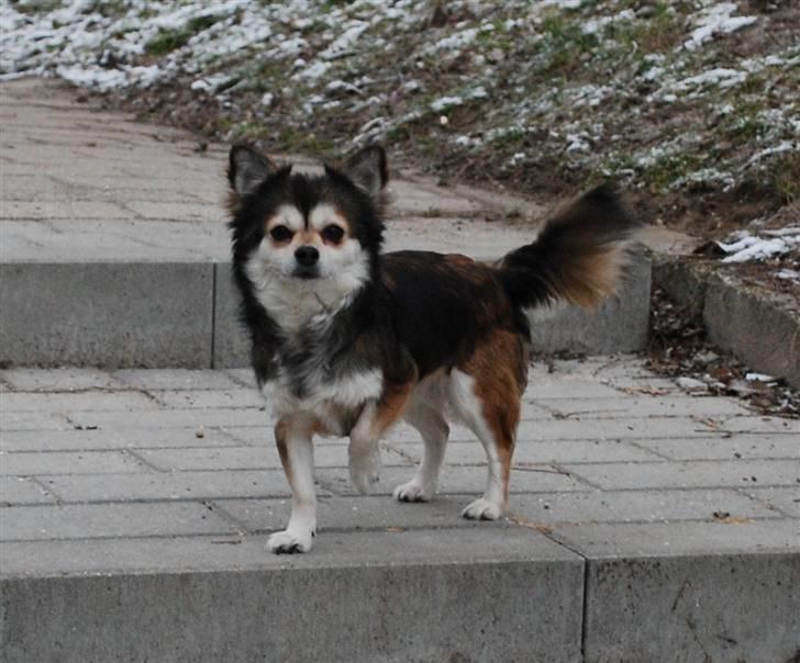 Chihuahua Mille billede 1