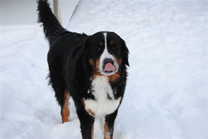 Berner sennenhund balou billede 17