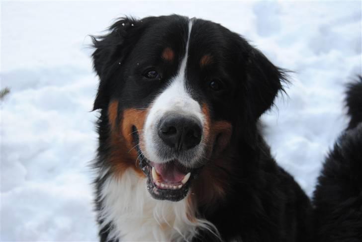 Berner sennenhund balou billede 18