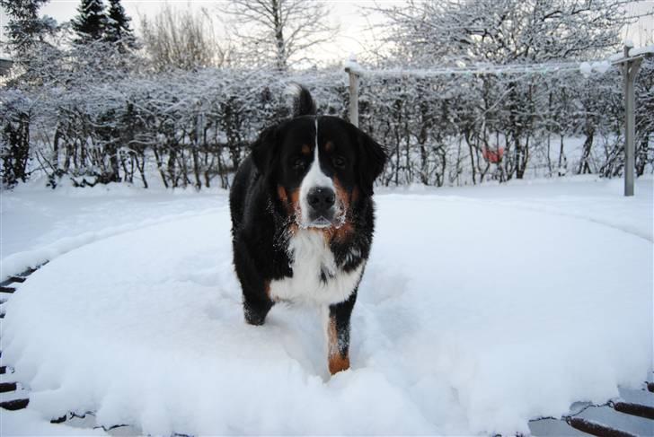 Berner sennenhund balou - hva laver du på trampolinen billede 19