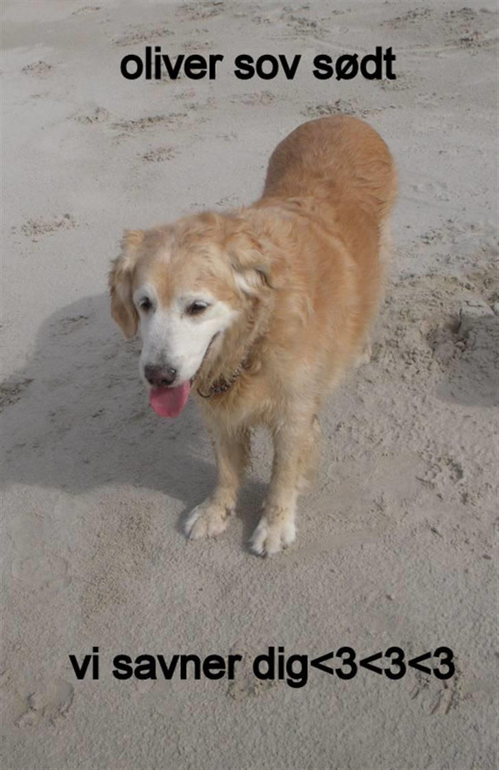 Golden retriever Oliver R.I.P billede 1