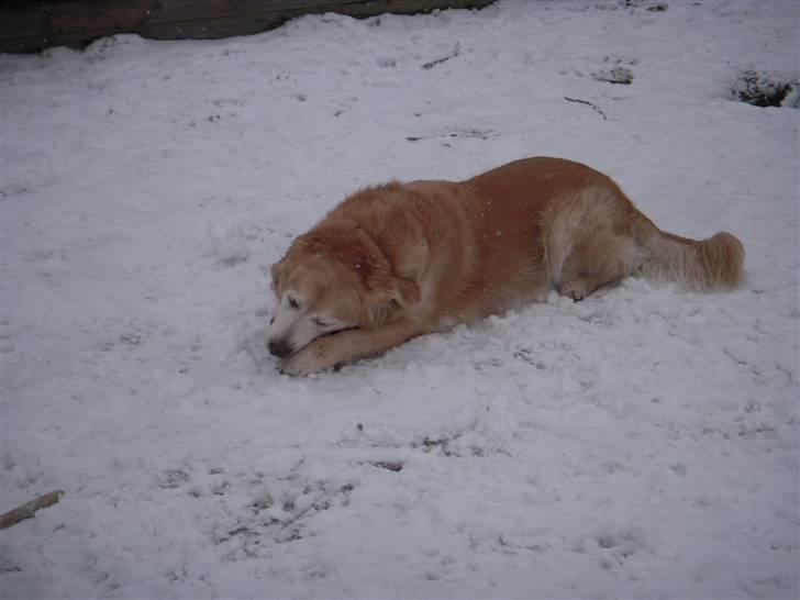 Golden retriever Oliver R.I.P billede 2