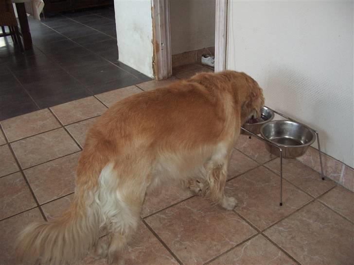 Golden retriever Oliver R.I.P billede 3