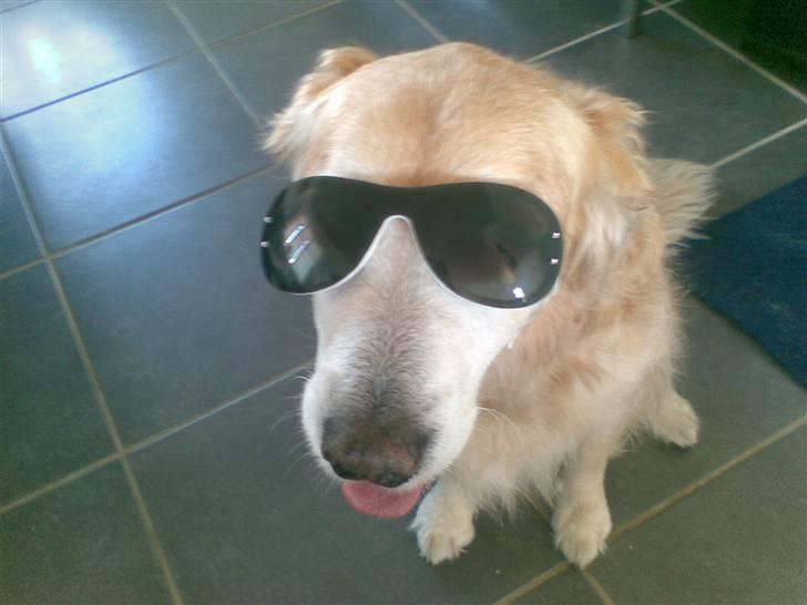 Golden retriever Oliver R.I.P billede 4