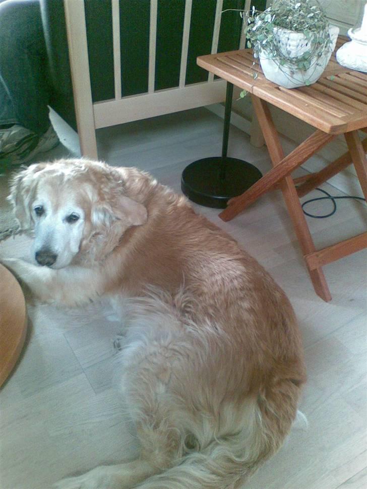 Golden retriever Oliver R.I.P billede 5