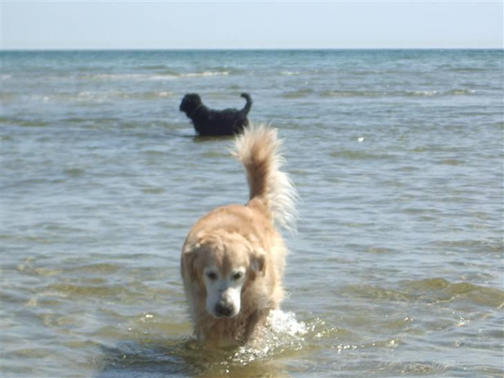 Golden retriever Oliver R.I.P billede 6