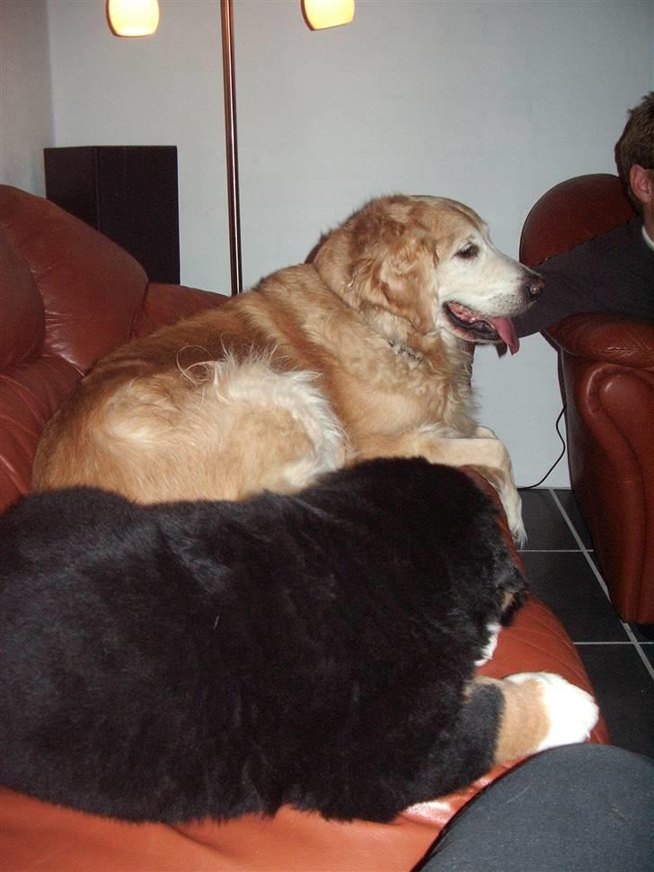 Golden retriever Oliver R.I.P billede 7