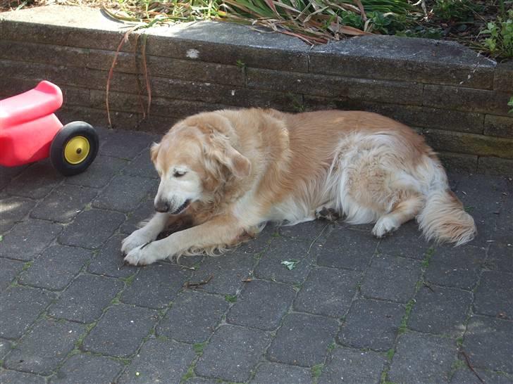 Golden retriever Oliver R.I.P billede 8