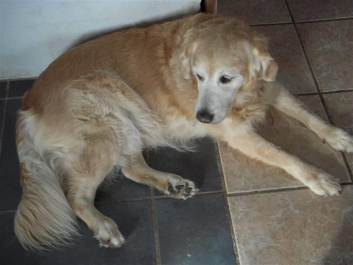 Golden retriever Oliver R.I.P billede 9