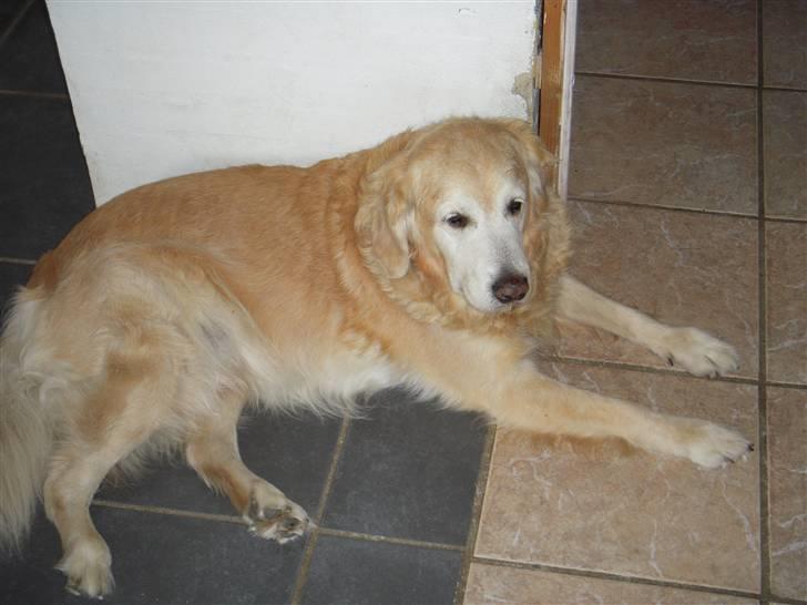 Golden retriever Oliver R.I.P billede 10