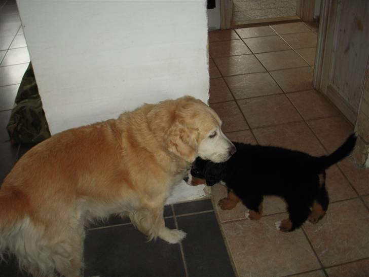 Golden retriever Oliver R.I.P billede 11