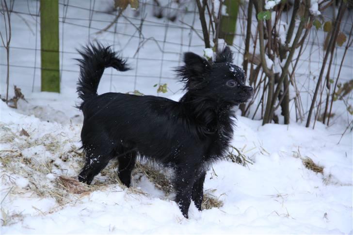 Chihuahua Ninja billede 12