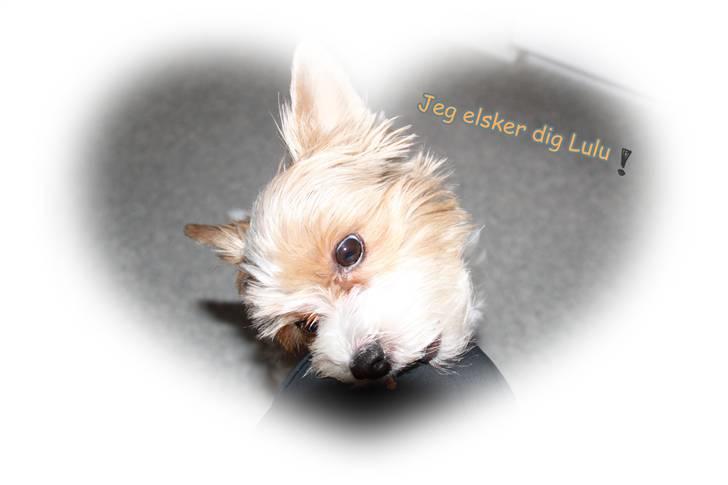 Biewer yorkshire terrier Lulu billede 17