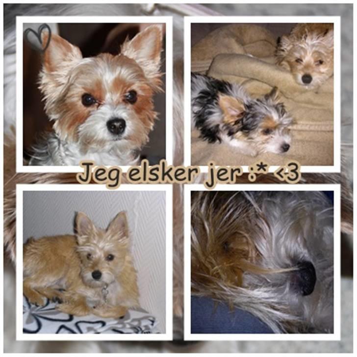 Biewer yorkshire terrier Lulu billede 18