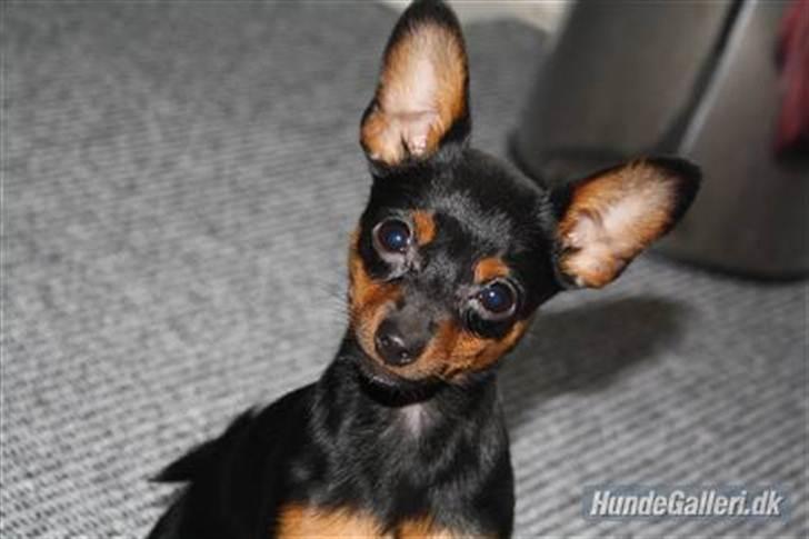 Blanding af racer Kia billede 14