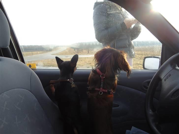 Blanding af racer Kia - 7 måneder venter på at komme i hundeskov sammen med max. billede 15